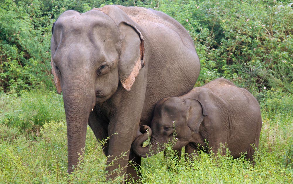 Natur, Flora und Fauna - Sri Lanka Trekking